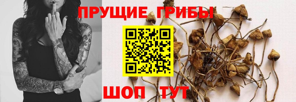 Кинешма  Галлюциногенные грибы ЛСД  где купить   Вход с VPN 